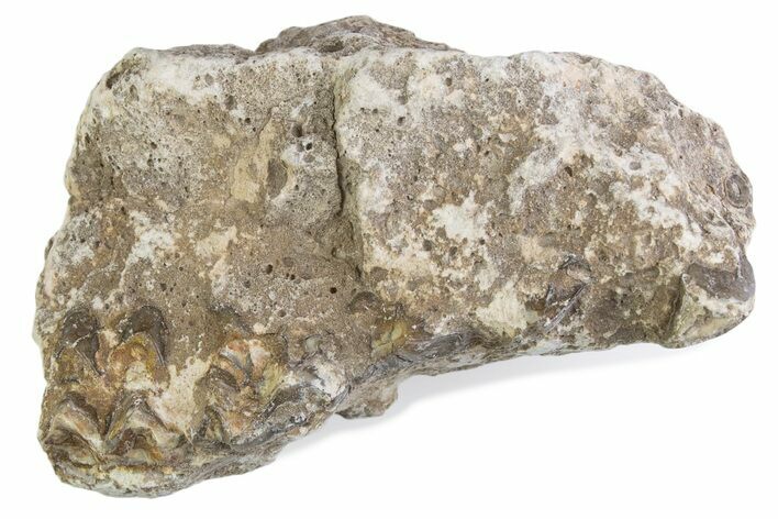 Fossil Oreodont (Merycoidodon) Jaw Section - South Dakota #375528